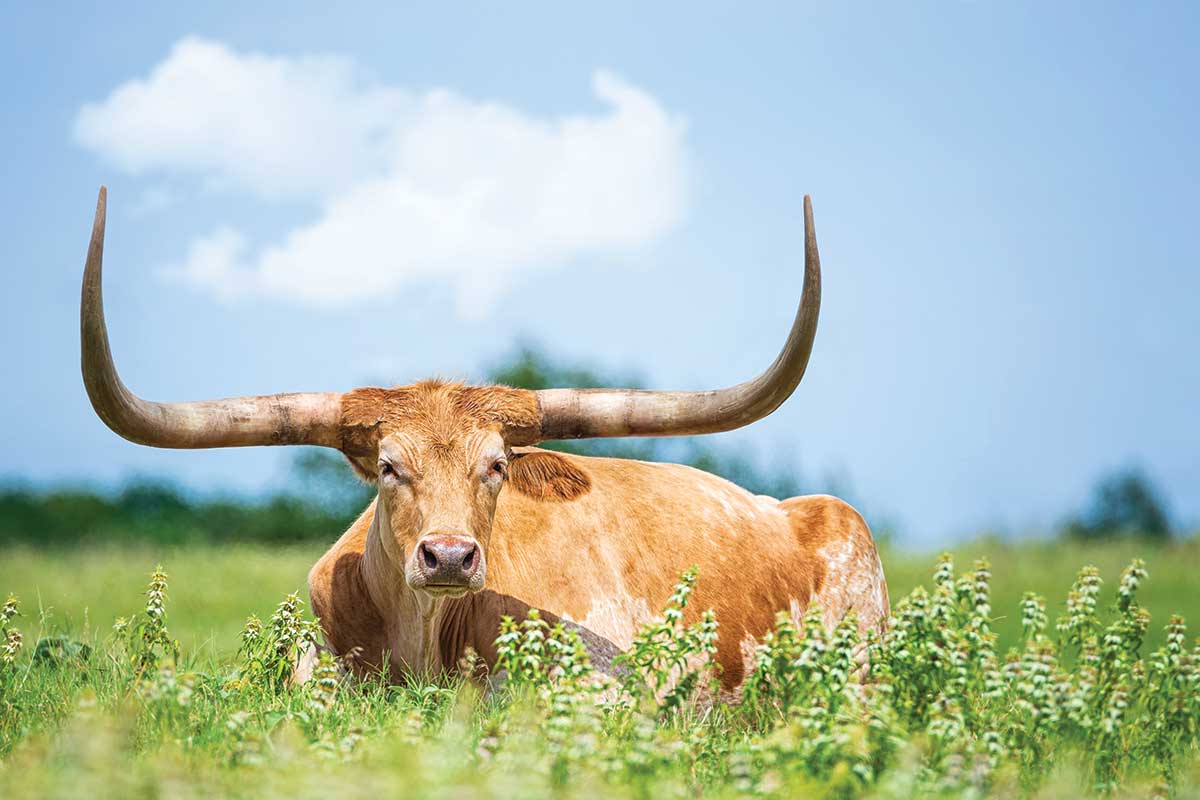 A longhorn lies in a Texas field