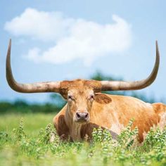 A longhorn lies in a Texas field