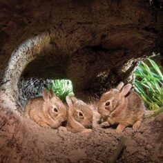 three baby rabbits hidden in a hollowed-out tree stump