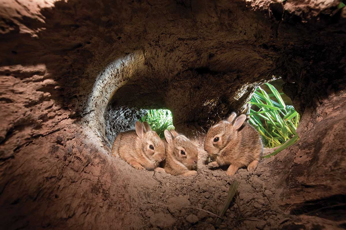 three baby rabbits hidden in a hollowed-out tree stump