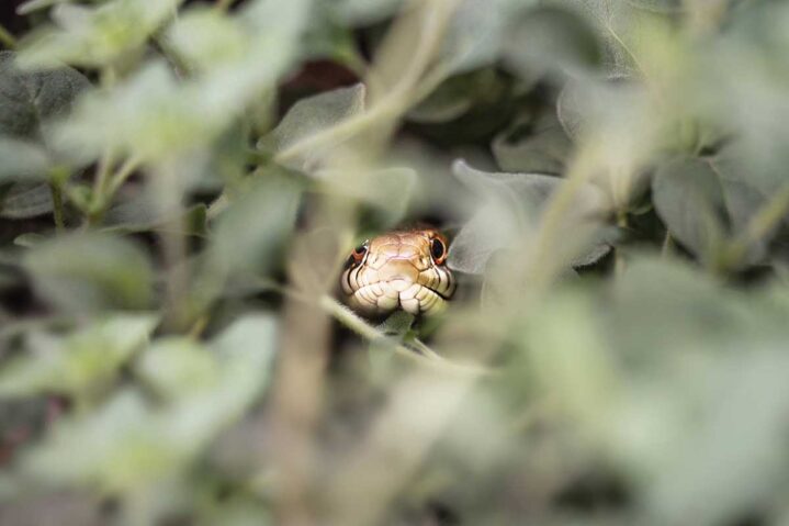 Focus on Texas: Shells and Scales