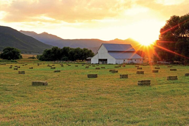 Tales From the Country