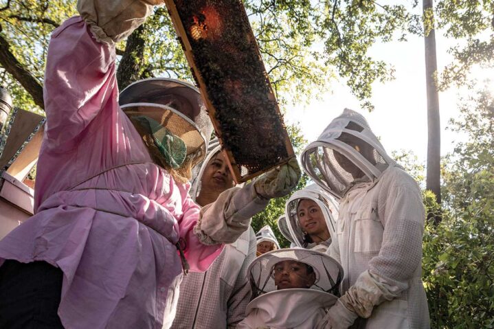 Everybody’s  Beeswax