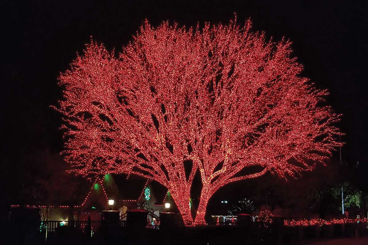 A large tree covered in red Christmas lights in Colleyville, Texas