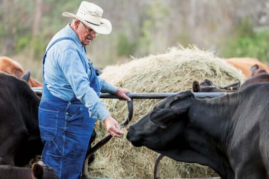 A man feeds hay to a cow