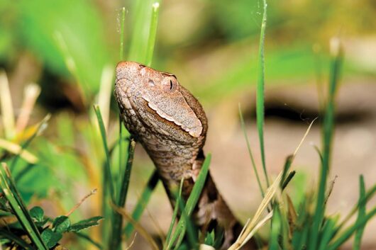 An eastern copperhead snake peeks through grass