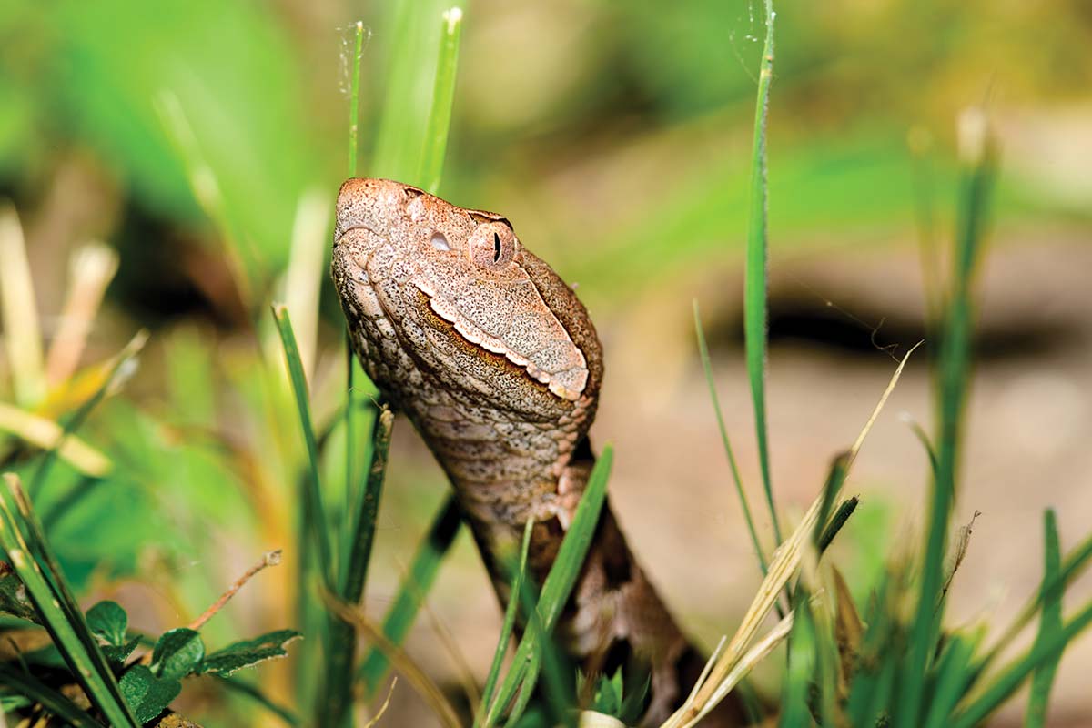 An eastern copperhead snake peeks through grass
