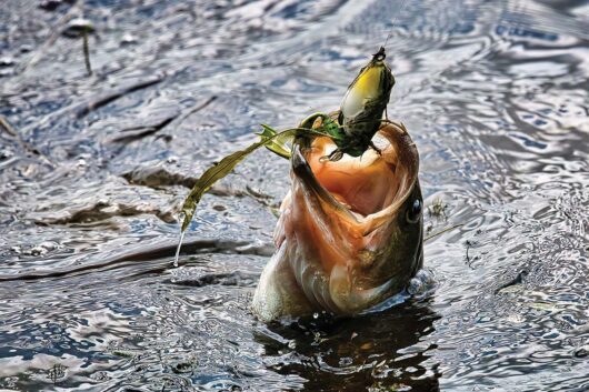 Focus on Texas: <br>Catch of the Day