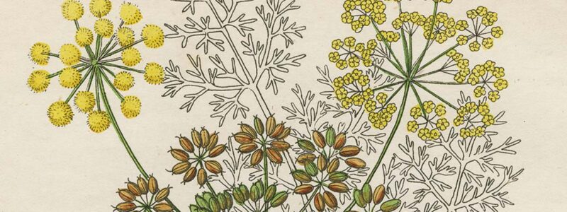 Vintage botanical illustration of asafetida