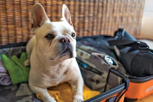 Include Pets in Disaster Planning