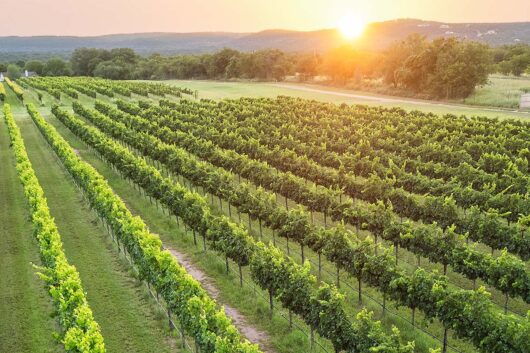 Putting Grapes on the Map