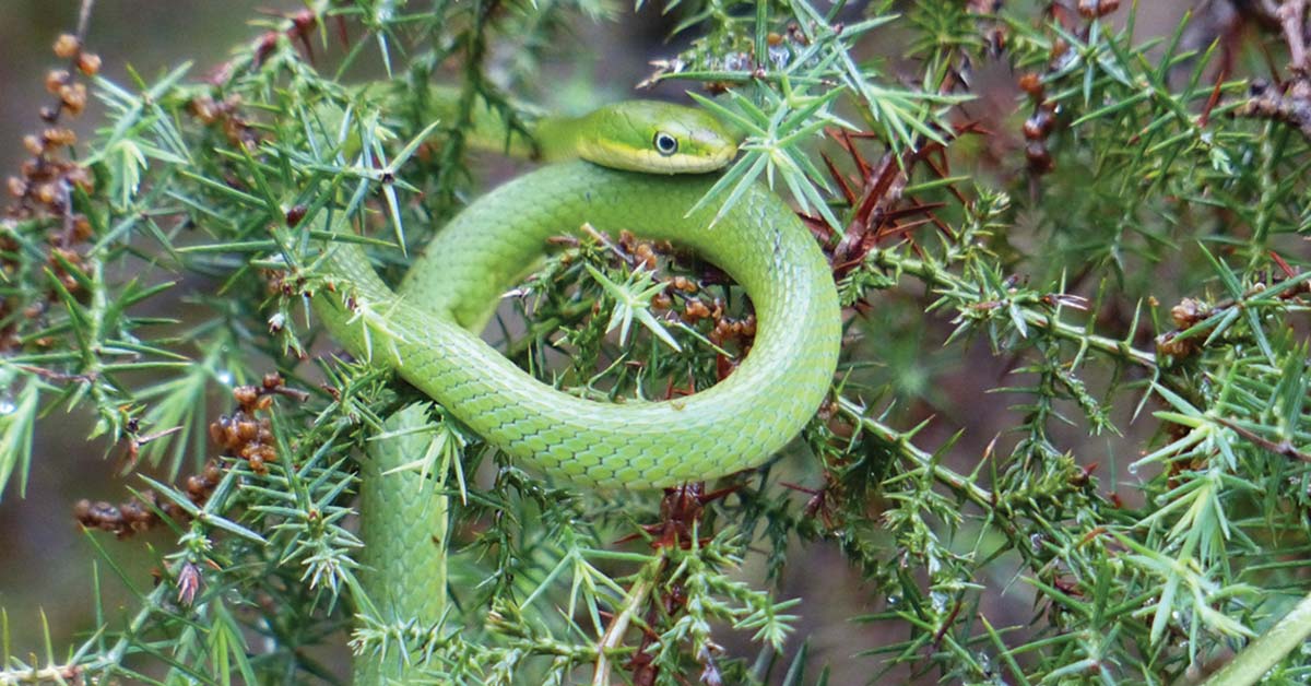 focus-snakes-1-og.jpg